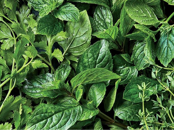 Stevia extract
